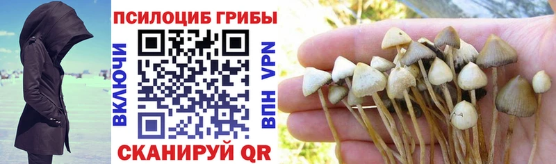 наркотики  Трубчевск  Псилоцибиновые грибы GOLDEN TEACHER 